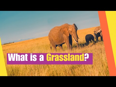 What is a Grassland? | Learn about the Plants and Animals that Live in Grasslands | Lesson Boosters
