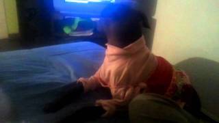 preview picture of video 'Chaska (peruvian hairless dog) demands a massage!'
