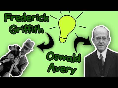 Versuche von Griffith und Avery – Biologie │EinfachBio