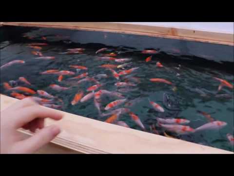 New Pond Syndrome. Part 2 - Discussion of my methods, Update on the pond