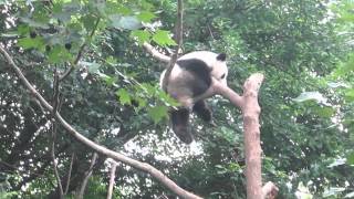 preview picture of video 'Day 7 Panda Sanctuary Chengdu - Kung Fu China trip 2014'