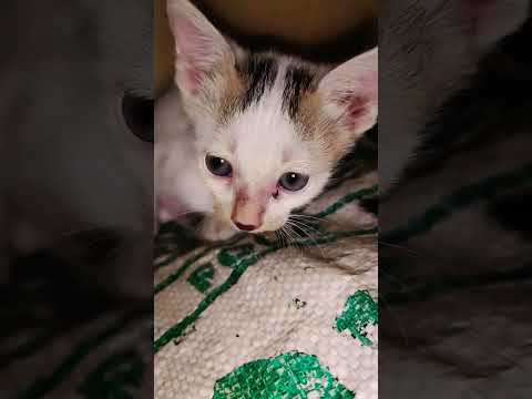 cute baby Cat 😺