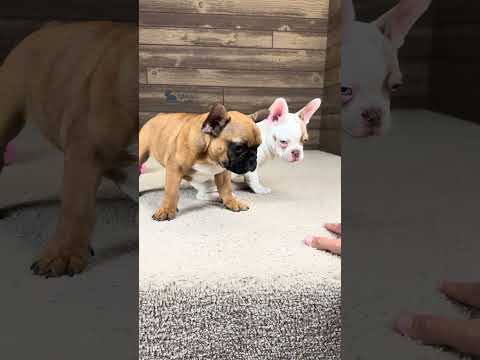 Video 4