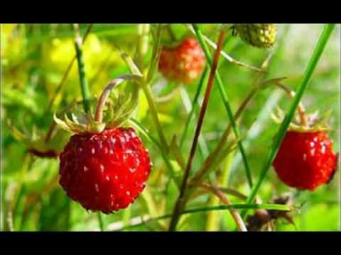 Sarek - Nu Grönskar Det