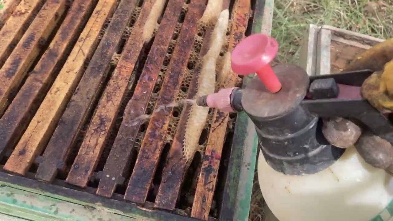 الخريف والانطلاقة النحلية 