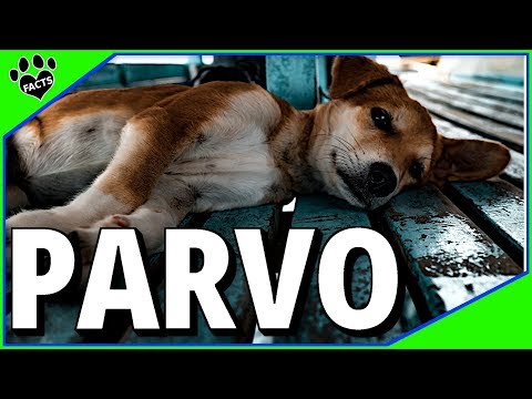 Explore Parvovirus In Dogs and Puppies - Parvo