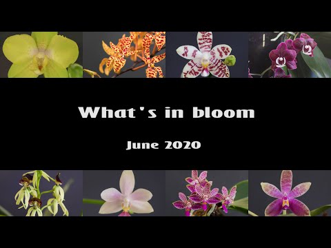 Orchids in Bloom // June 2020