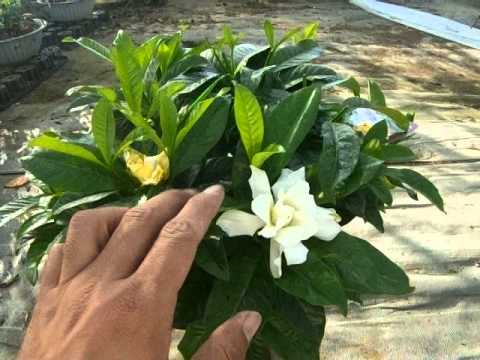 クチナシの剪定時期と方法は？プロセス全体は 4 つのステップで完了  庭園