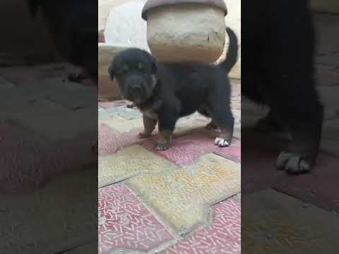 #aggressive #pitbull #topbreed #dog #❤❤❤