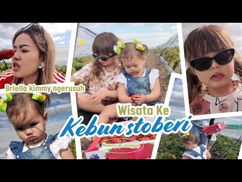 BRIELLA IS A STRAWBERRY HAMA AGAIN GUYSS MBOHHH MUMETTTT