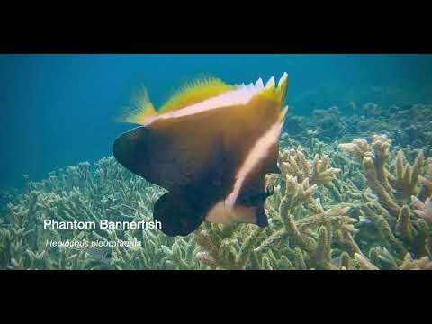1 Bannerfish - scuba diving video