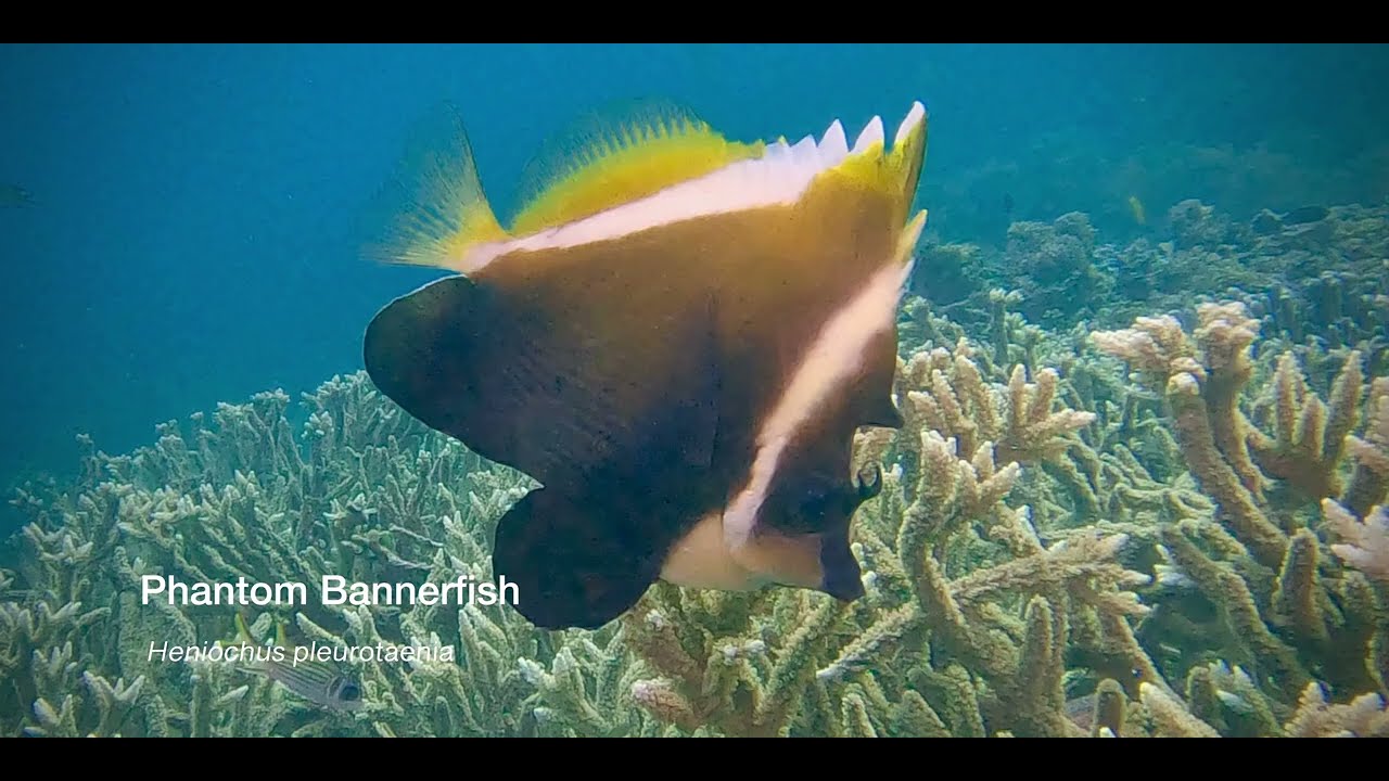 1 Bannerfish