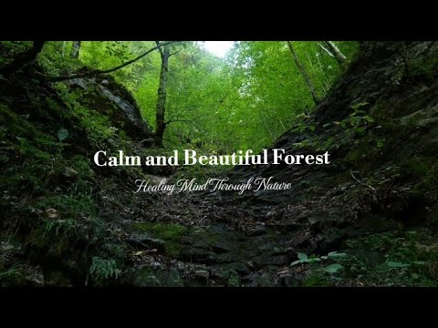 EP.3 Calm and Beautiful Forest🌿Nature Film with Relaxing Music |🍀Nature Therapy ☘️