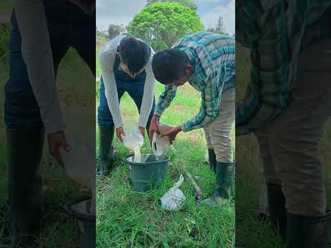 Preparación de abonos líquido Paya-Boyaca