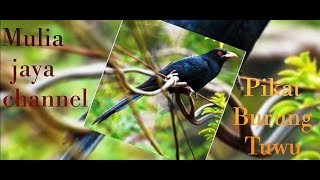 Download lagu Pikat burung tuwu mp3 Download lagu Pikat burung tuwu mp3