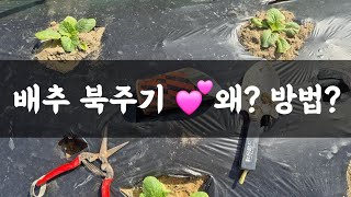 텃밭, 배추 북주기