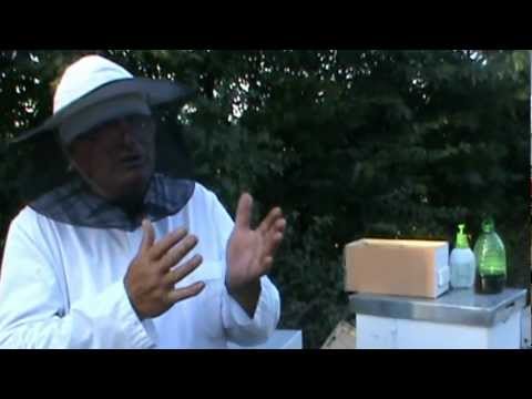 1/2 Plan de captare naturala a varroa la Bio Stup si dupa ce puietul de trantor nu mai e crescut