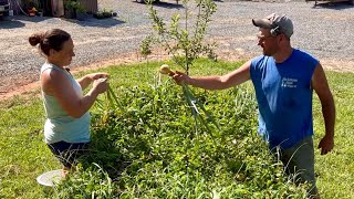 We Ain’t Onion Farmers || Moving Chickens, Harvesting Onions & Preparing Garlic || June 2025