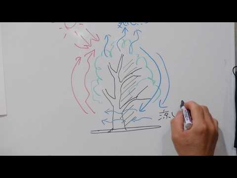 なぜ針葉樹は針を失うのですか？ 6 つの一般的な原因ですが、必ずしも致命的ではありません  庭園