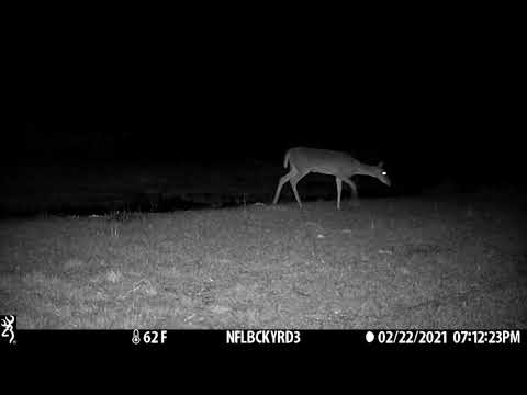 Trail Camera Highlights - February 2021 Week 4