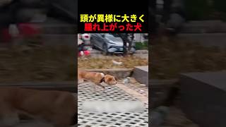 頭が異様に大きく腫れ上がった犬 #動物 #ペット #かわいい #癒し #animals #犬