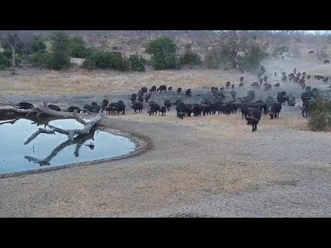 Djuma: Buffalo herd comes for a drink at pan - 17:16 - 08/02/19