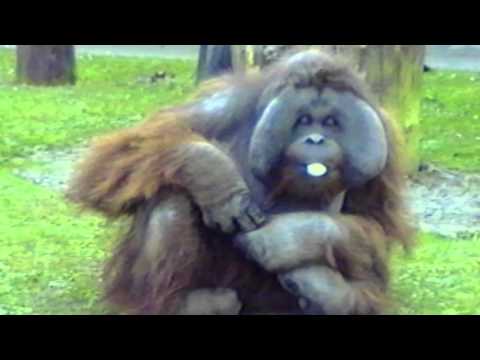 download lagu mp3 mp4 Animals With Bubble Gum, download lagu Animals With Bubble Gum gratis, unduh video klip Animals With Bubble Gum