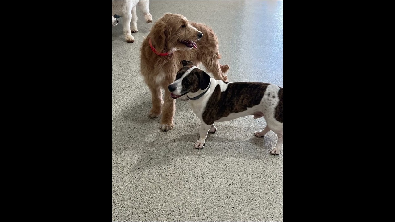 Enlarge Bruce jack russell / corgi, a Adoptable mixed breed in Metairie, LA video 6/6