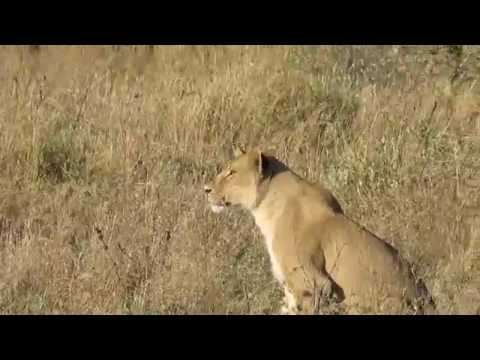 Lion Pride Hunting Wildebeest in the Serengeti