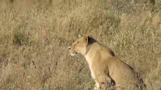 Lion Pride Hunting Wildebeest in the Serengeti