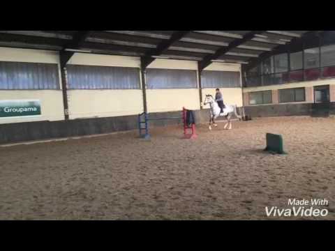 gelding 8 years old by Argentinus