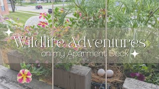 Wildlife Adventures on my Apartment Deck - Flower Boxes Turned Mourning Dove Nesting Box