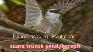 Download lagu Suara burung trucukan kejepit mp3 Download lagu Suara burung trucukan kejepit mp3