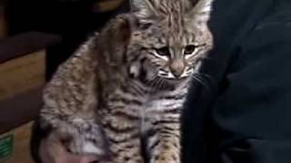 preview picture of video 'Young bobcat being cared for at Back To The Wild'