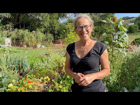 Harvesting Borlotti Beans Along with Some Planting and Mulching | Permaculture Gardening