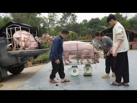 Selling a sow that is not pregnant. The piglets have pneumonia and skin infections. ( Ep 403 )