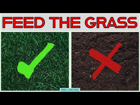 Fix an Ugly Lawn FAST // Feed the Grass Not the Soil