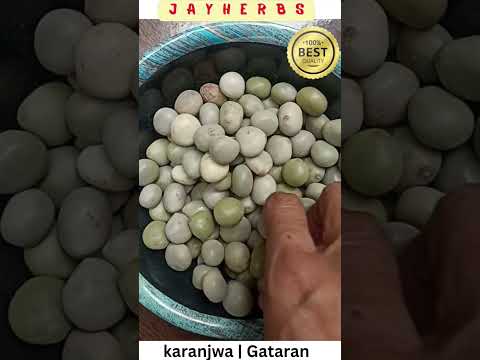 Caesalpaenia boduc Karanjwa Seeds Fever Nut Sagargota Gataran Latakaranja