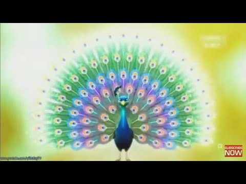 Upin Ipin full episode | keindahan burung merak | Upin Ipin terbaru 2020