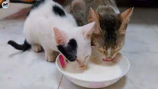 The little kitten has grown up today || Mother and baby drink milk together