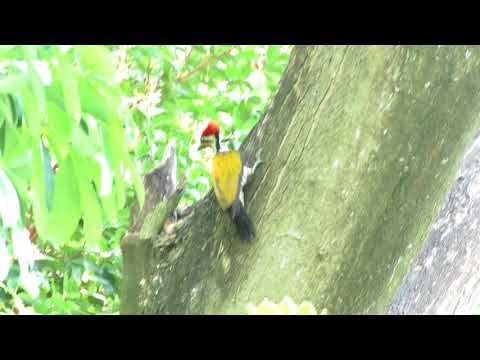 common flameback