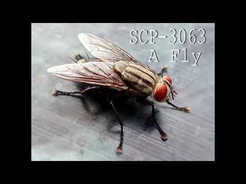 SCP-3063: "A Fly" [ASMR Reading]