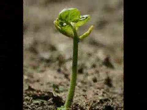 Deixa Chover video