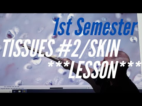 1st Semester Lab #2 Lesson:  Connective Tissues, Nervous Tissue and the Integumentary System/Skin