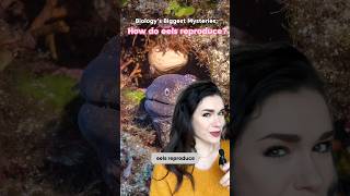 🤫 How do eels reproduce? #eels #biology #animals #science
