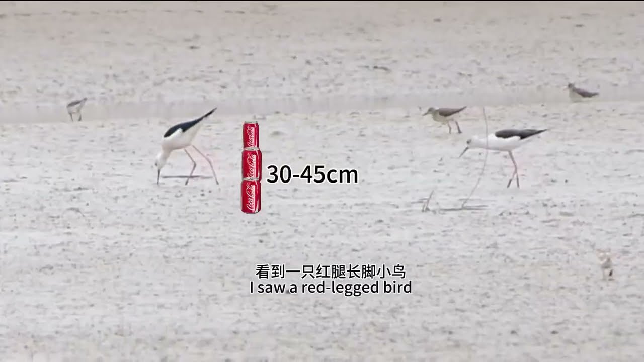 [WMBD 2026 Youth Voices for the Flyway] When I Gaze at Shorebirds