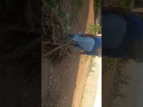 No quintal da pastoral Miranorte To.