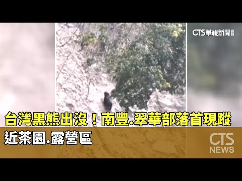 台灣黑熊出沒！南豐.翠華部落首現蹤　近茶園.露營區