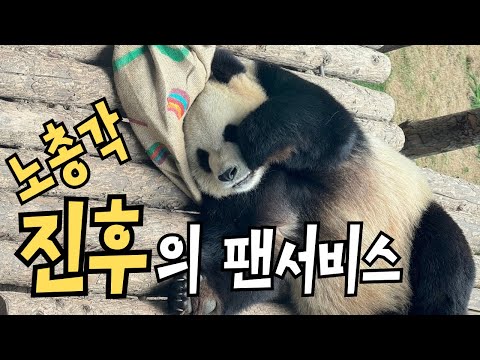🐼Dalian Zoo🐼Handsome bachelor panda Jinhu🎀Fan service performance💕Sliding on one leg💝Standing and...