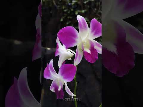 Anggrek Dendrobium Sonia  | A beautiful orchid flower💖 #shorts #flowers #orchid